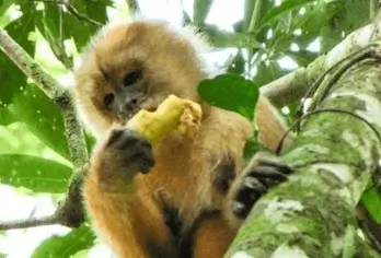 坦博帕塔 2 天 1 夜丛林之旅