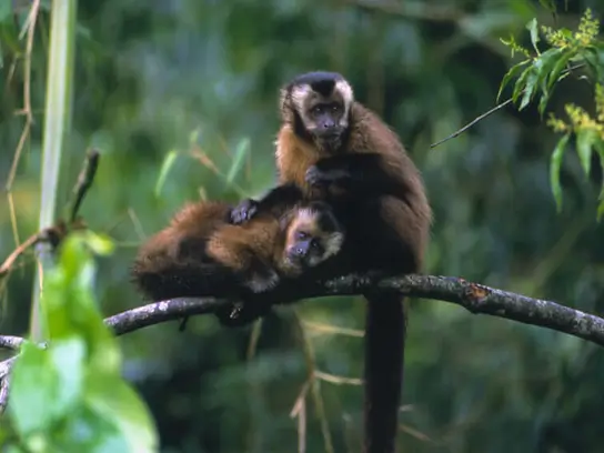 库斯科（Cusco）的3天2晚Manu亚马逊雨林之旅