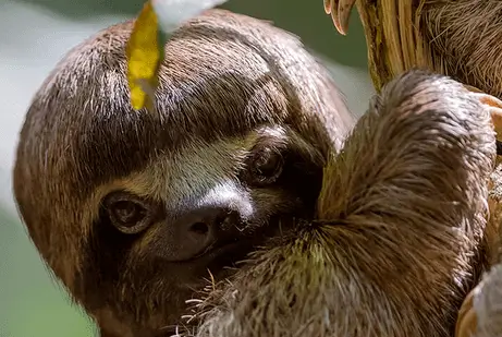 亚马逊生活 4 天 3 夜 坦博帕塔丛林之旅