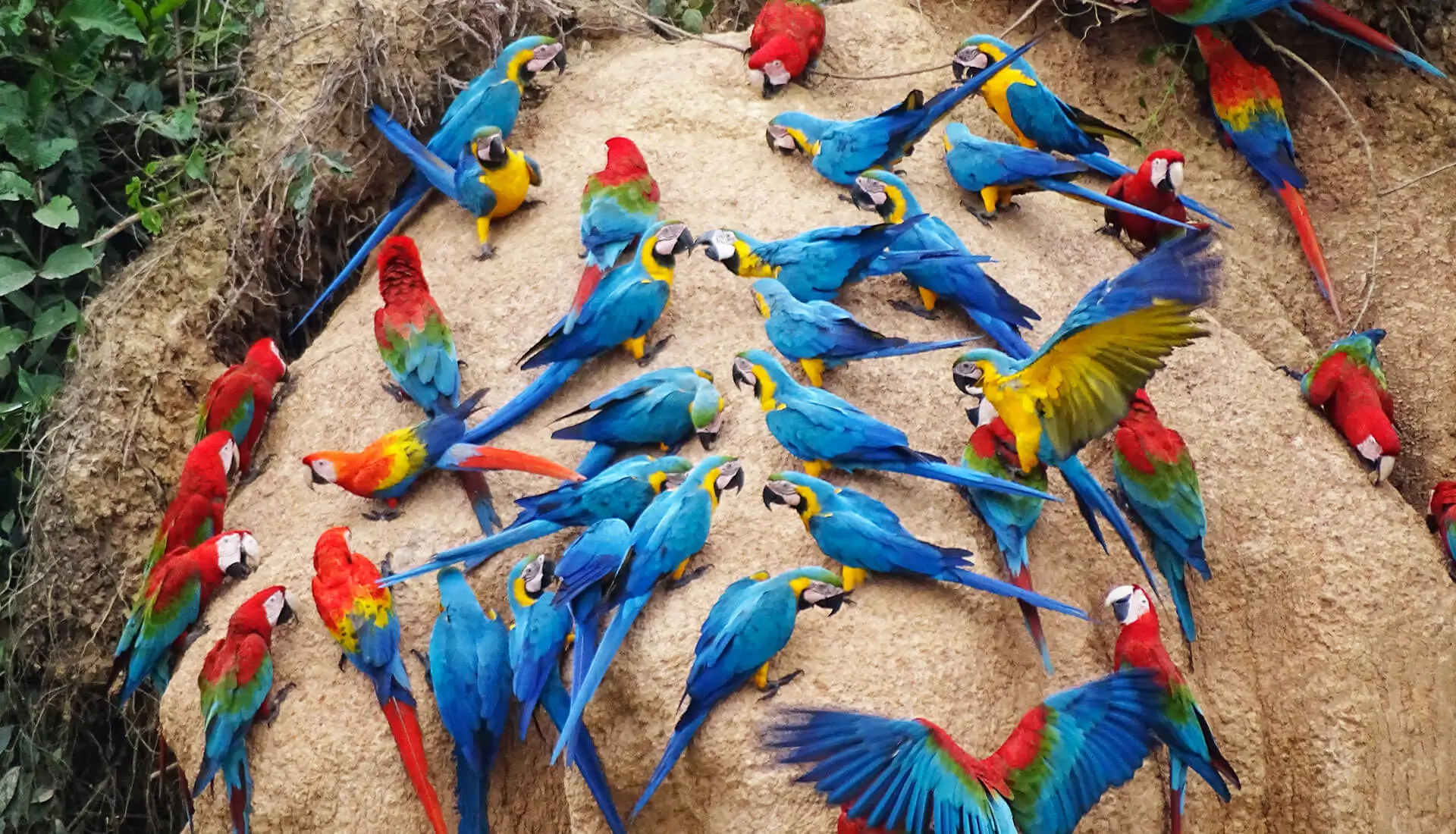 4 天 3 夜亚马逊雨林金刚鹦鹉之旅（从马尔多纳多港机场出发）