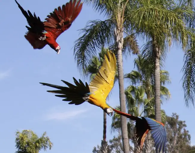 库斯科的4天3晚Manu亚马逊雨林之旅