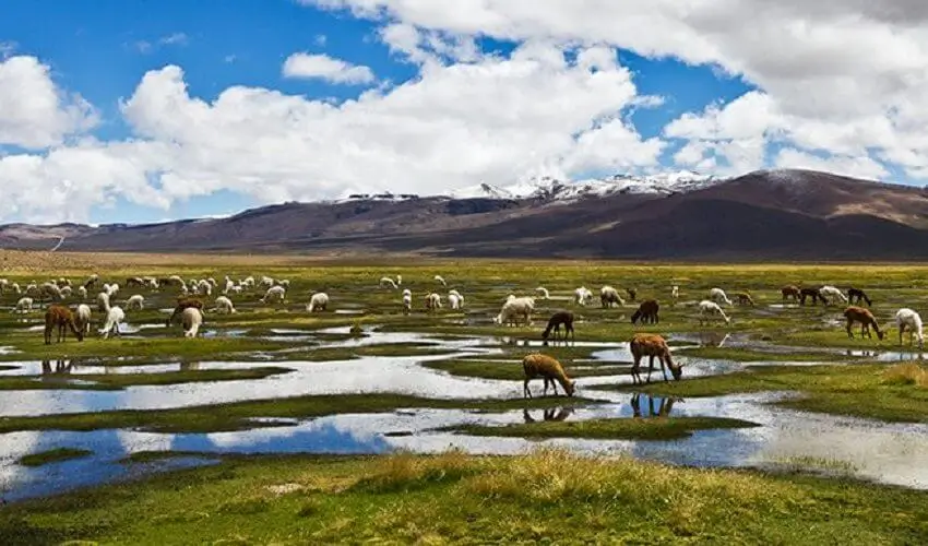 乘坐巴士游览普诺到库斯科 + 秘鲁美食
